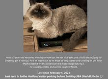 Lost Himalayan cat Lost Himalayan cat