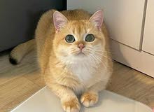 British shorthair Cat