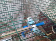 طيور حب سمائيات جاهزات نثيه وفحل طيور حب سمائيات جاهزات نثيه وفحل