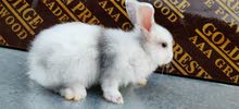 ارانب هارلكوين rabbits Harlwquin ارانب هارلكوين rabbits Harlwquin