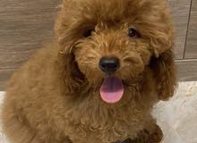 Maltipoo Maltipoo
