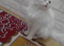 قطه للبيع قطه للبيع
