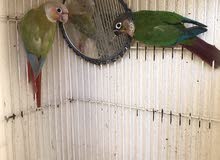 pinaple and green counur breading pair for sale pinaple and green counur breading pair for sale