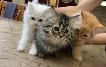قطط للبيع kittens for sale قطط للبيع kittens for sale