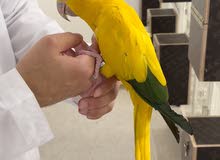 قولدن كنيور انثى - golden conure female قولدن كنيور انثى - golden conure female