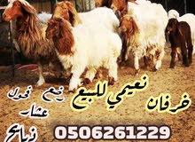 خرفان نعيمي ذكور اناث و عشار و رضع خرفان نعيمي ذكور اناث و عشار و رضع