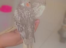 2 pairs of cockatiel for sale 2 pairs of cockatiel for sale