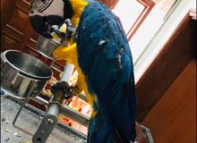 Blue & Gold Macaw For Sale Blue & Gold Macaw For Sale