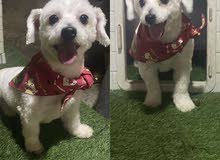 Female Maltese vaccinated and very friendly