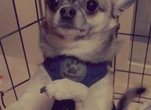 Chihuahua for sale Chihuahua for sale