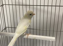 كناري canari كناري canari
