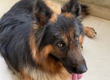 german shepherd long hair male very high quality german shepherd long hair male very high quality