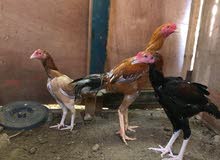 بيع دجاج بكستاني بيع دجاج بكستاني