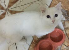 قطه للبيع قطه للبيع
