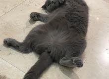 سكوتش انثى - Scottish Cat سكوتش انثى - Scottish Cat