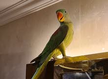 alexandrine parrot alexandrine parrot
