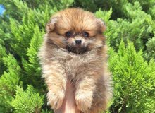 بومارينيان تيكب أصغر حجم مستوى عالي جدا pomeranian t_cup