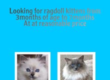 looking for ragdolls at a reasonable price looking for ragdolls at a reasonable price