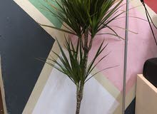 original plant in good condition original plant in good condition