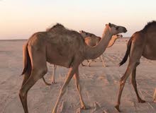 بكره حقه الأب صوغان والأم بنت القحيدي من قطر البكره طيبه ولا تشتكي من أي مرض بكره حقه الأب صوغان والأم بنت القحيدي من قطر البكره طيبه ولا تشتكي من أي مرض