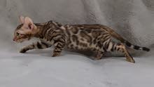 pure bengal male kitten pure bengal male kitten