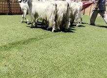 معزا عارضيه معزا عارضيه