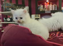 persian cats persian cats