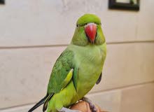 For sale ring neck male parrot talking to much  للبيع متوه ذكر عمره سنه اليف متكلم