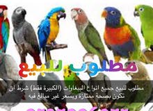 مطلوب فورا ببغاوات اليفة مطلوب فورا ببغاوات اليفة