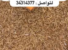 دود قبابي حي 150 حبة ب دينار فقط دود قبابي حي 150 حبة ب دينار فقط