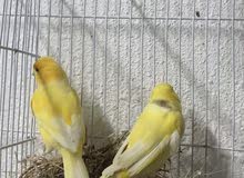 كناري منتجين و الذكر مغرد 100% كناري منتجين و الذكر مغرد 100%