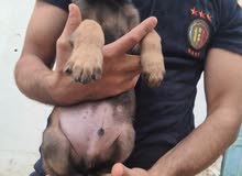 chiots malinois chiots malinois