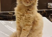 - persian cat - persian cat