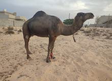 جمال الله يبارك جمال الله يبارك