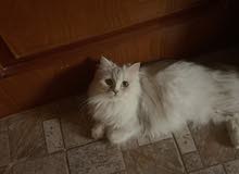 Cat and kittens for sale Cat and kittens for sale