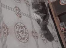 قط ذكر اقرء الوصف قط ذكر اقرء الوصف