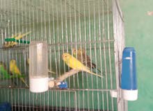 عصفير حب للبيع