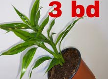 Indoor implantation Indoor implantation
