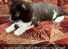 للبيع قطوه شيرازيه للبيع قطوه شيرازيه