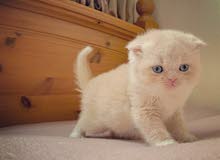 Scottish fold/straight kitten Scottish fold/straight kitten