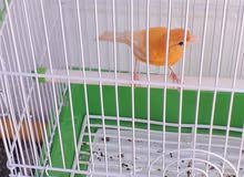 كناري فول فول 50الف كناري فول فول 50الف