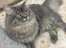 ذكر عمر 8 اشهر ذكر عمر 8 اشهر