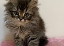 قطه شيرازيه قطه شيرازيه