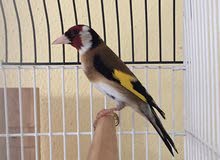 Hasoun Bird Hasoun Bird
