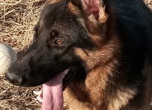 berger allemand berger allemand