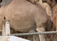 حوار ات وطني للراغبين فردي او جملي0915502547 alsikat حوار ات وطني للراغبين فردي او جملي0915502547 alsikat