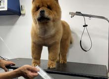 chow chow male for sale
