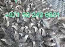 Quails for sale very healthy Quails for sale very healthy