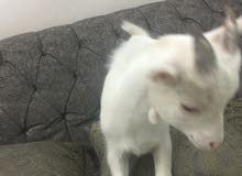 للبيع تيس جيكي للبيع تيس جيكي