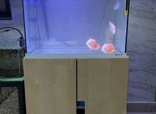fish aquarium fish aquarium